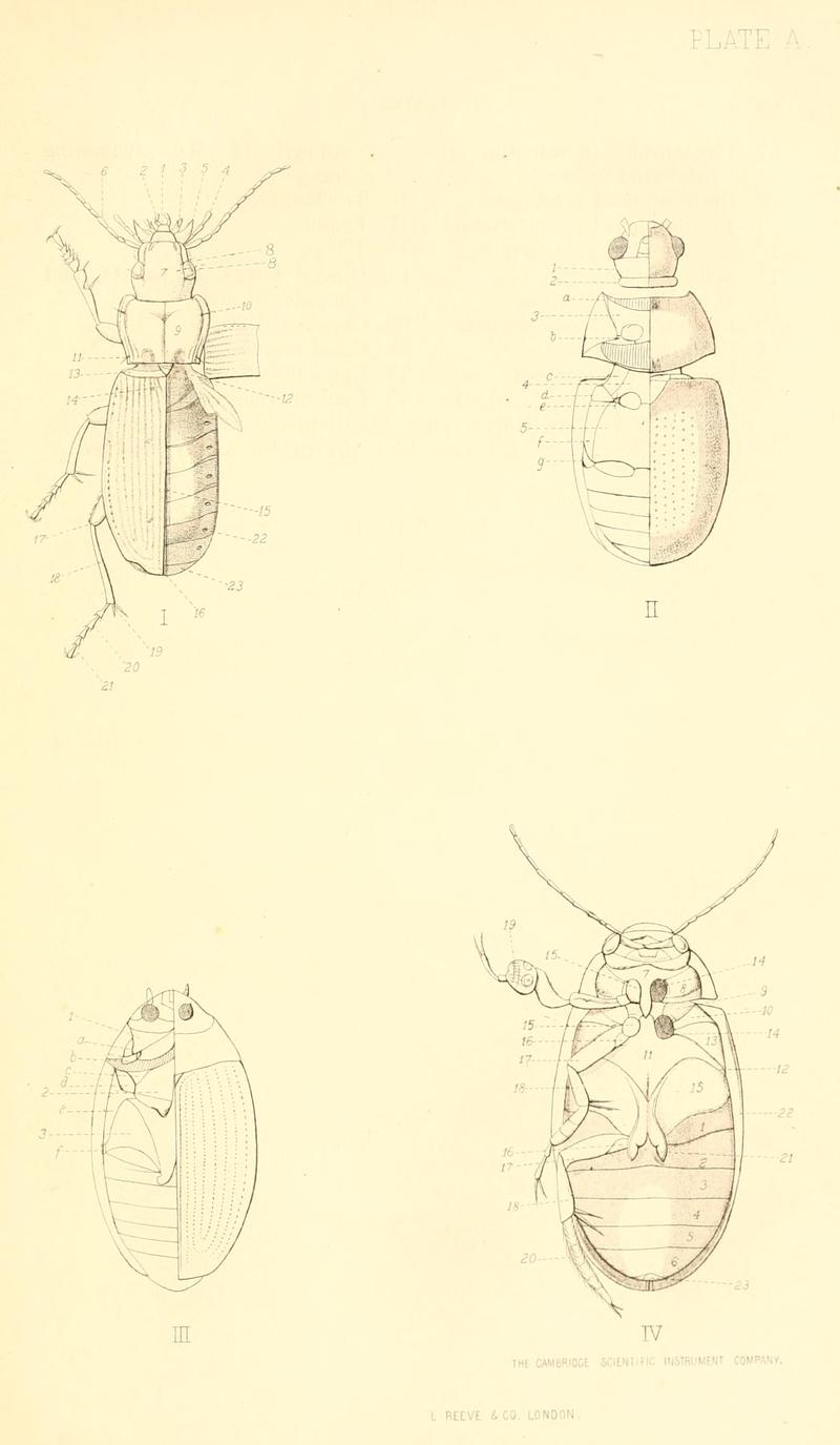 The Coleoptera of the British islands (Plate A) BHL9637405