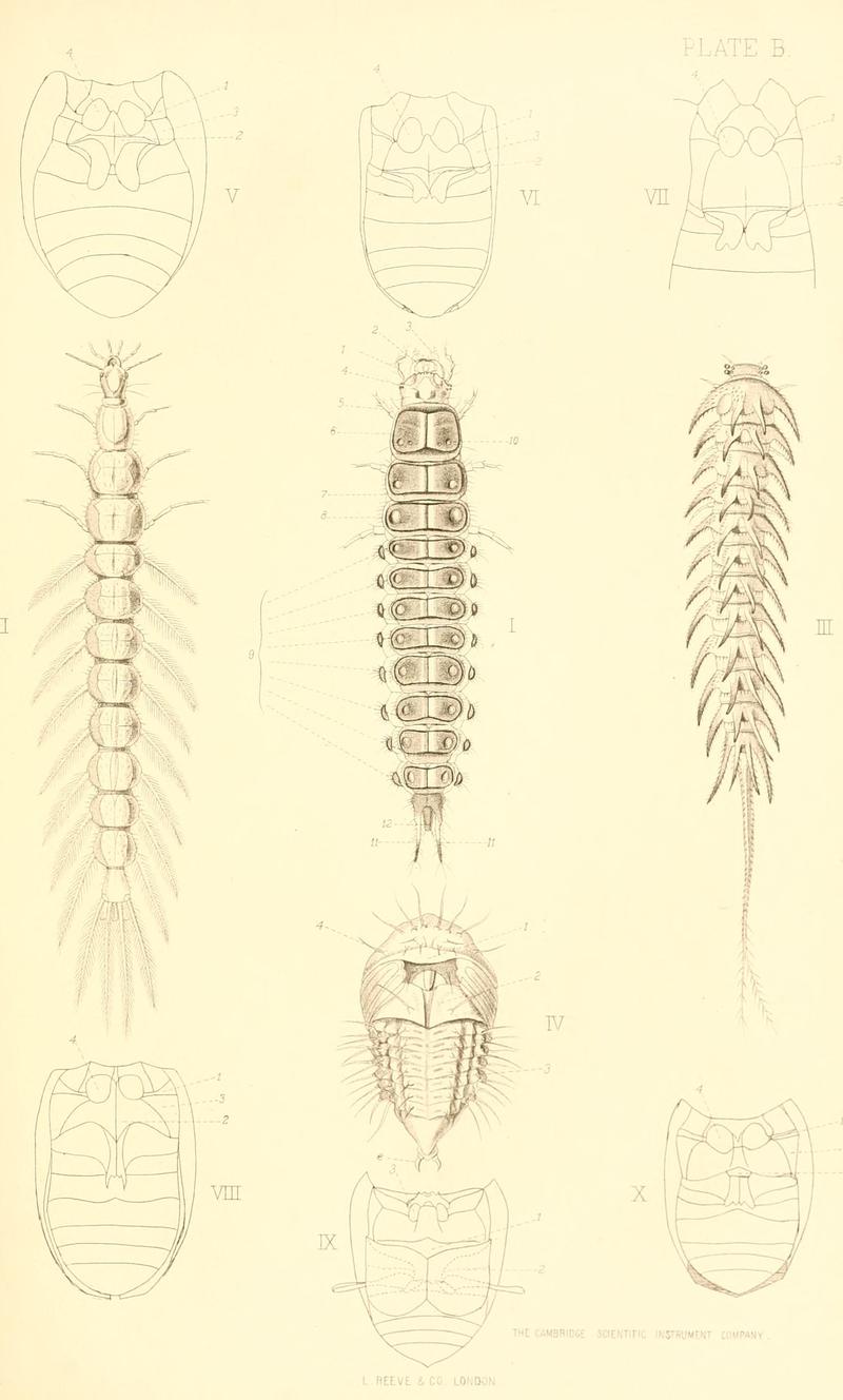 The Coleoptera of the British islands (Plate B) BHL9637407
