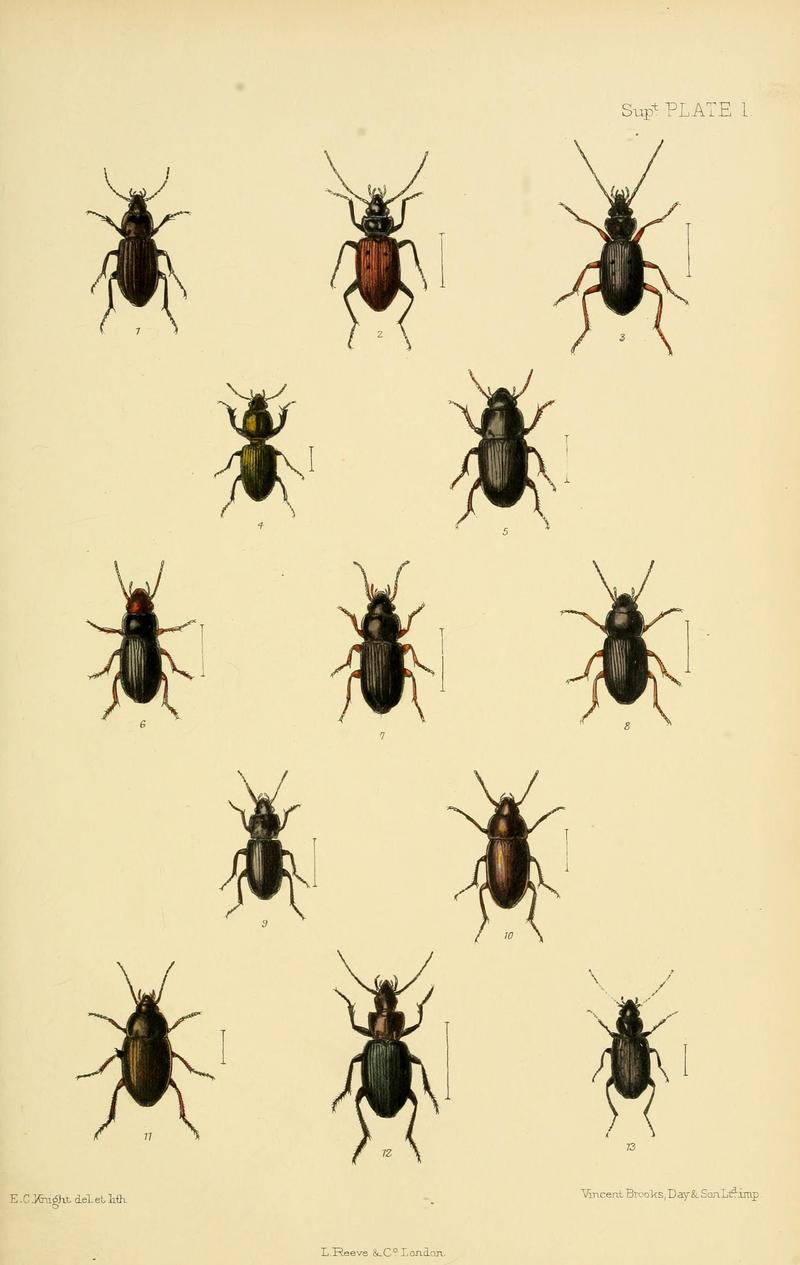 The Coleoptera of the British islands (Supt. Plate 1) (5740125783)