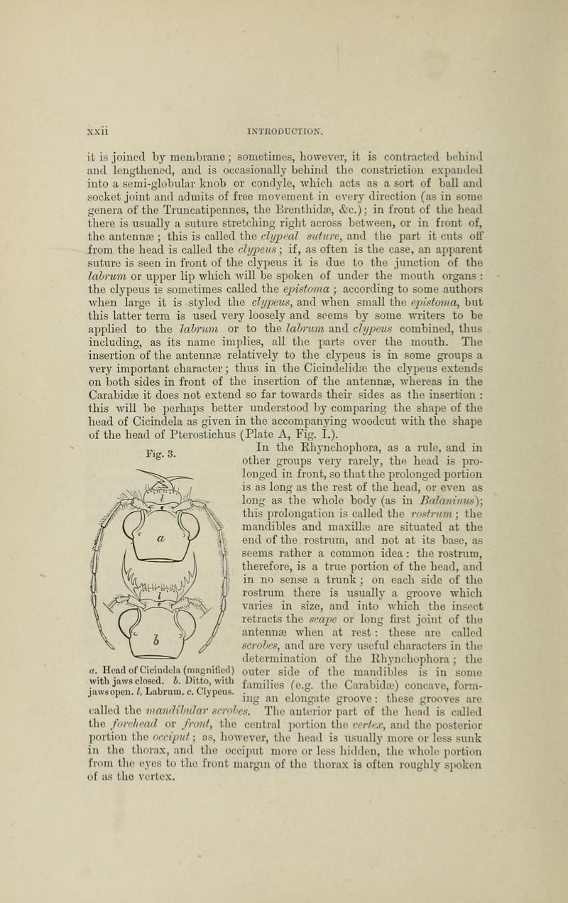 The Coleoptera of the British islands BHL33254186