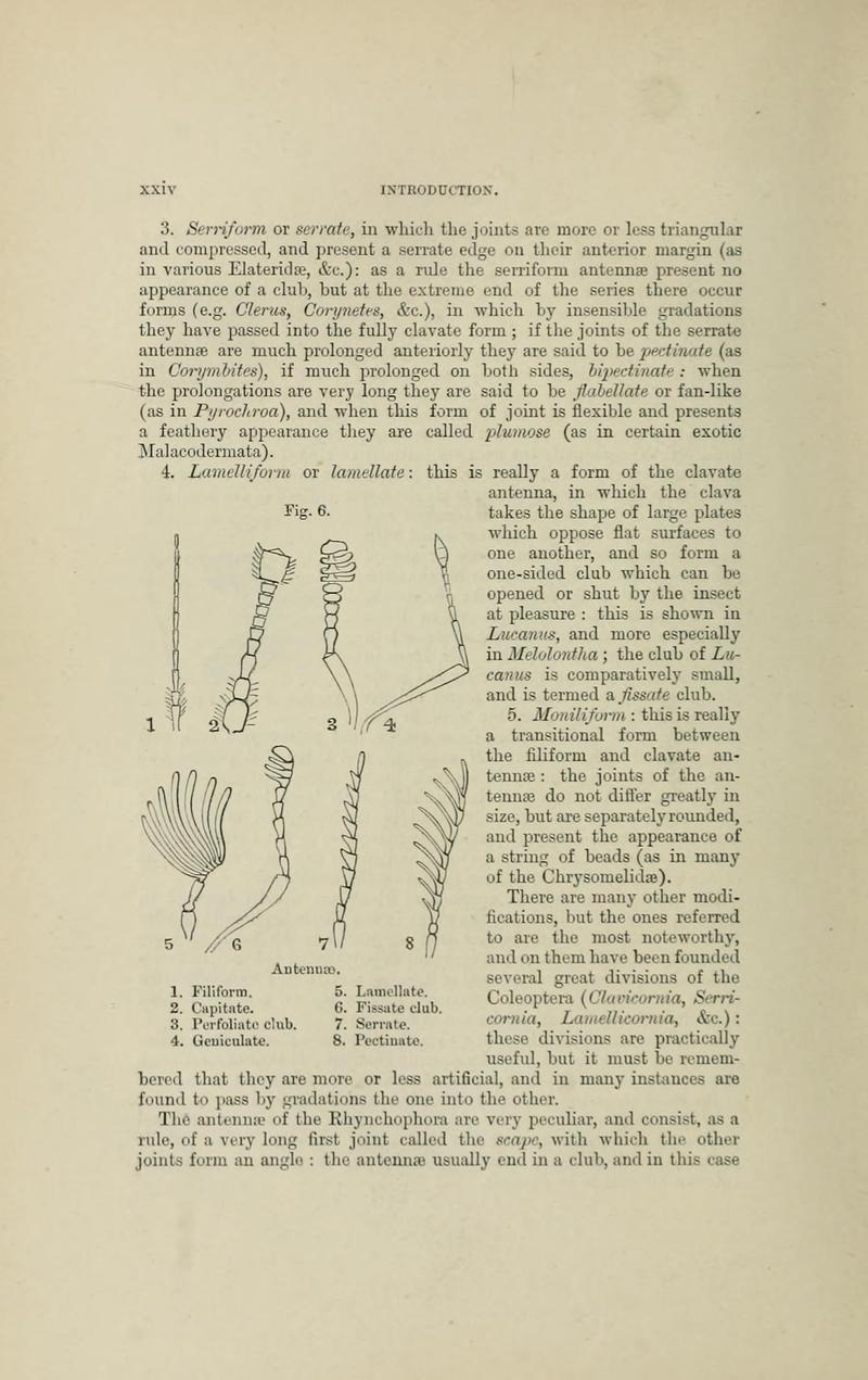 The Coleoptera of the British islands BHL33254188