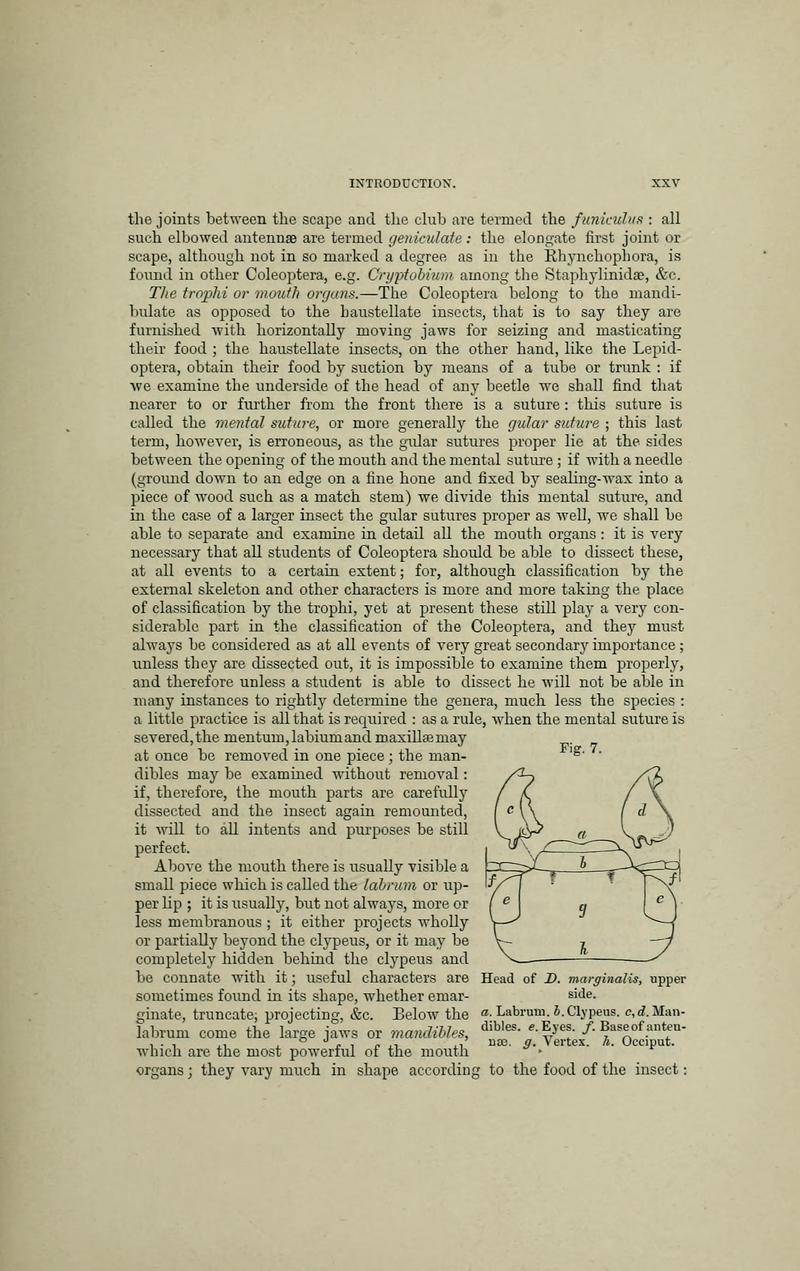 The Coleoptera of the British islands BHL33254189