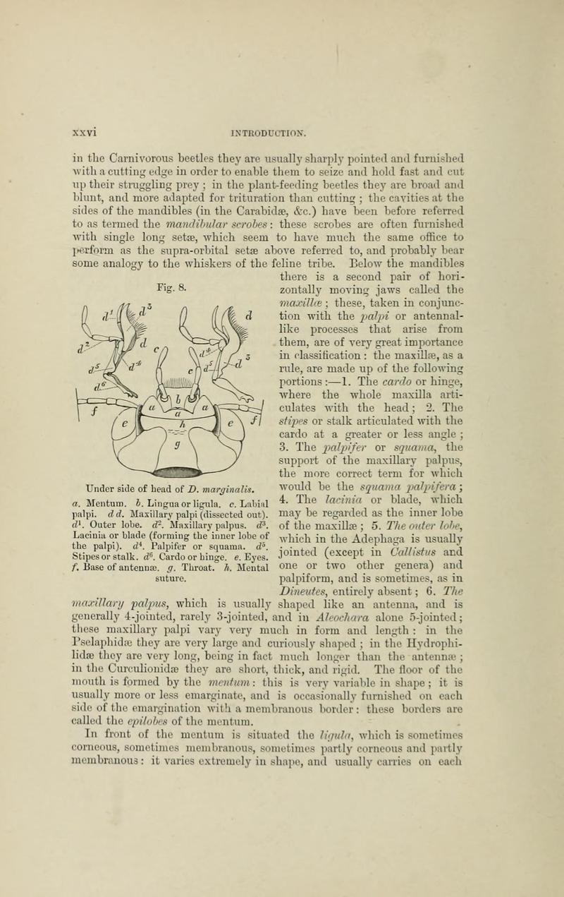 The Coleoptera of the British islands BHL33254190