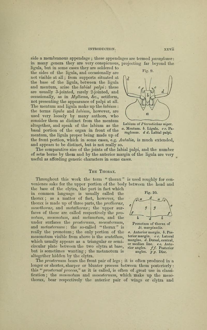 The Coleoptera of the British islands BHL33254191