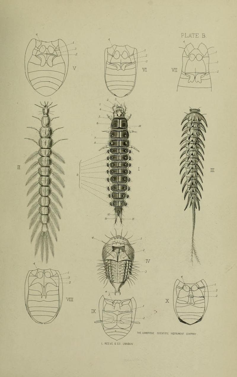 The Coleoptera of the British islands BHL33254199