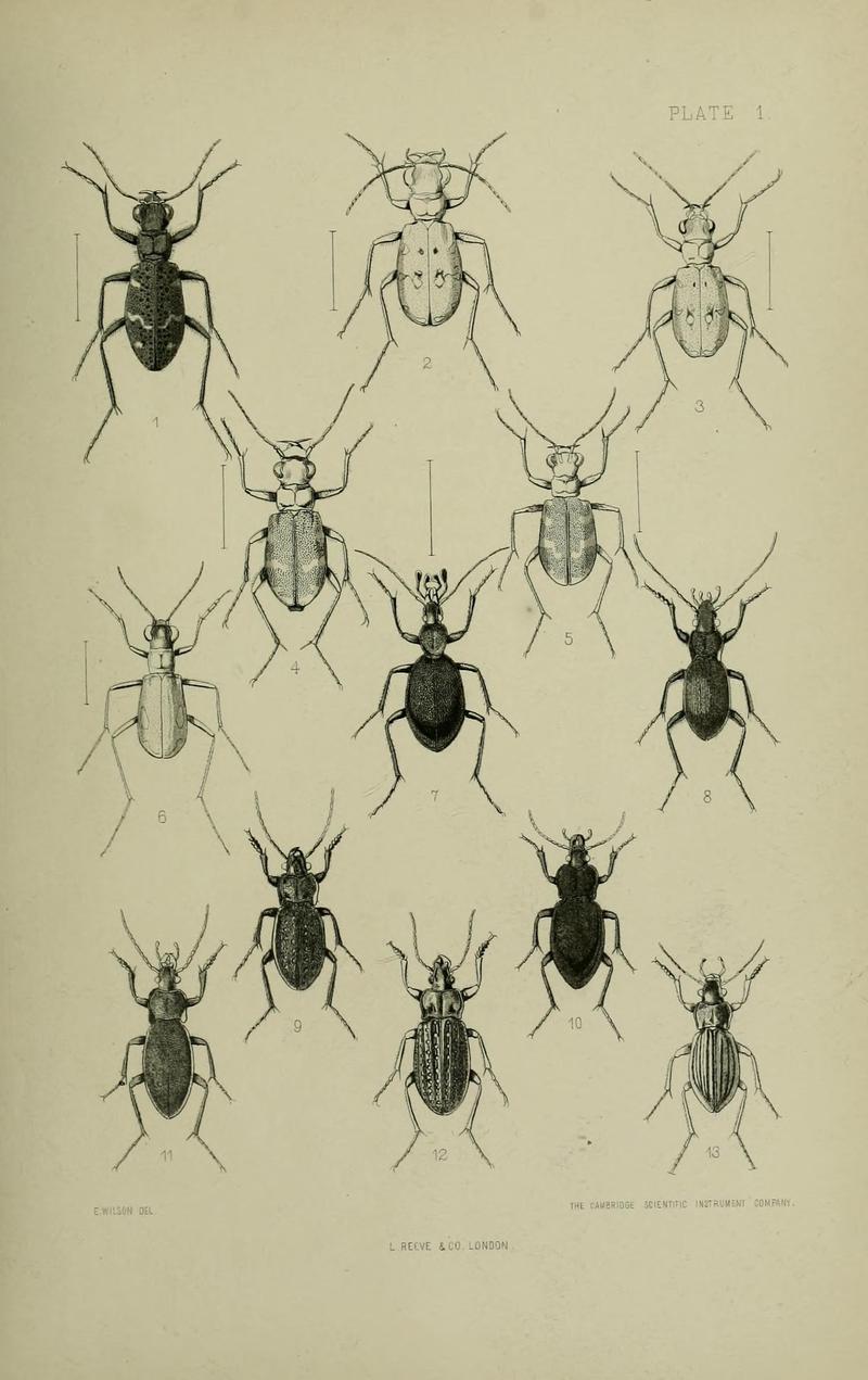 The Coleoptera of the British islands BHL33254203