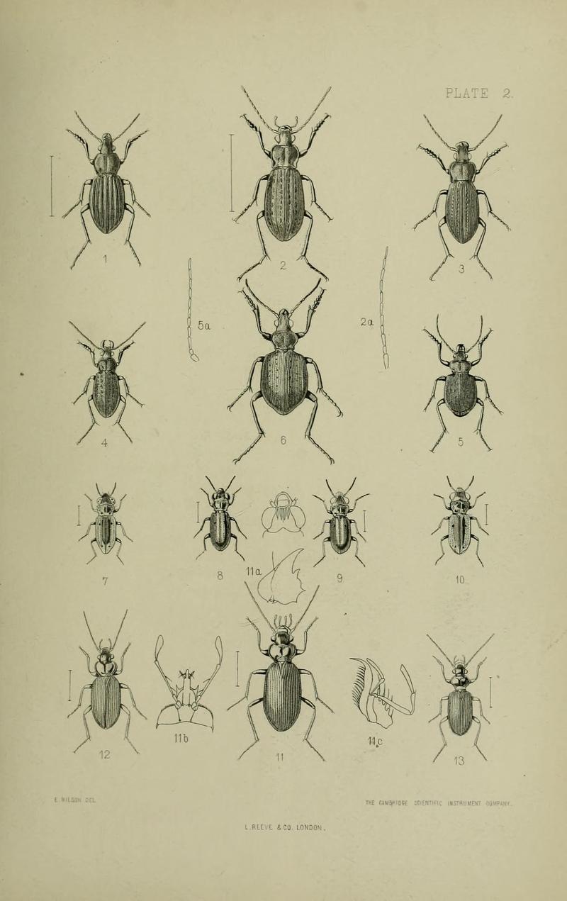 The Coleoptera of the British islands BHL33254207