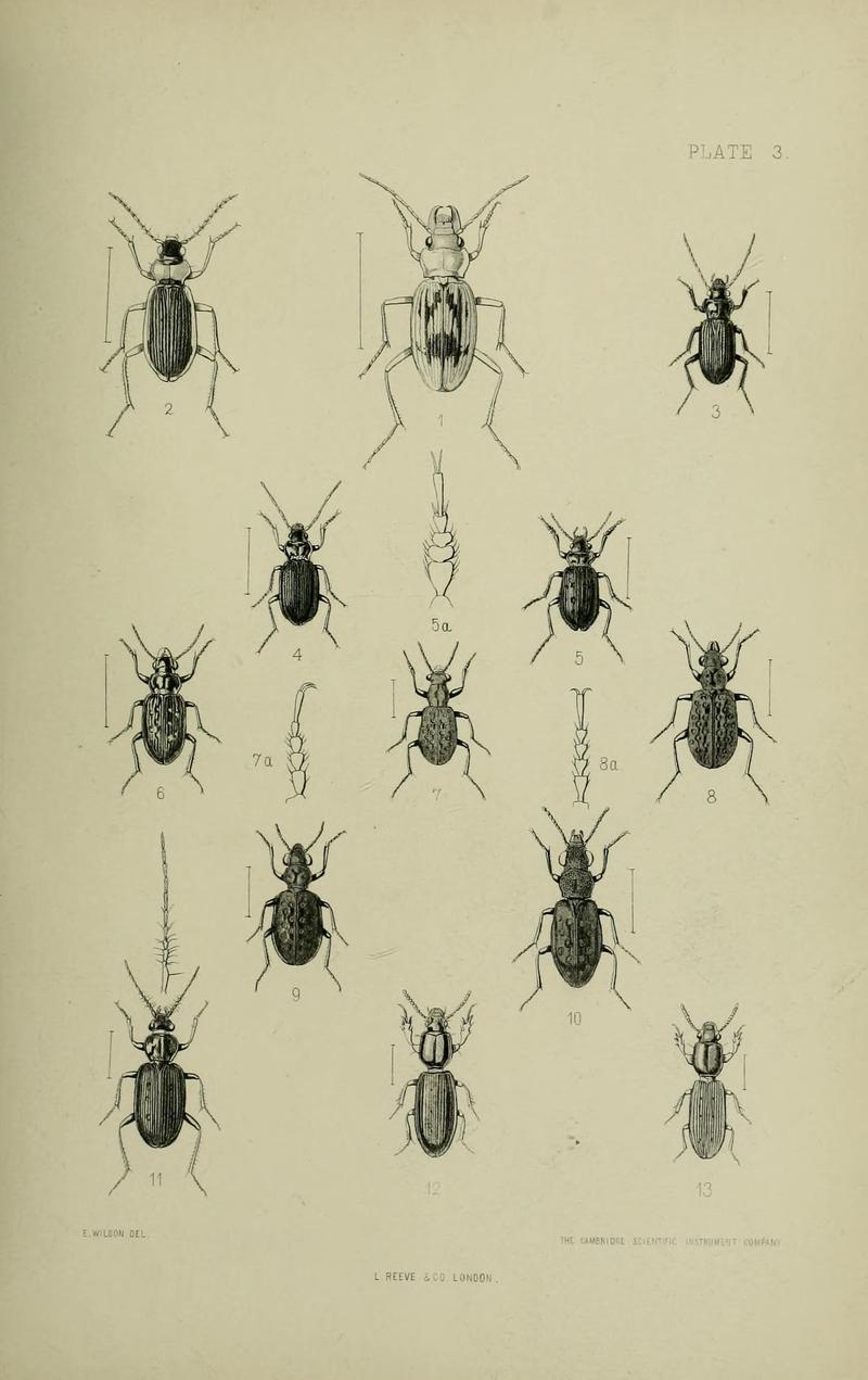 The Coleoptera of the British islands BHL33254211