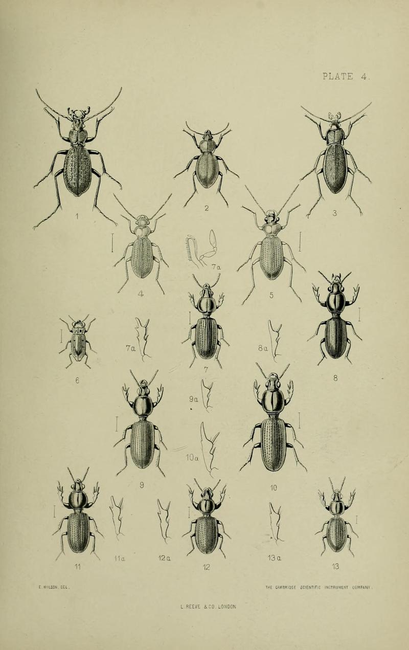 The Coleoptera of the British islands BHL33254215