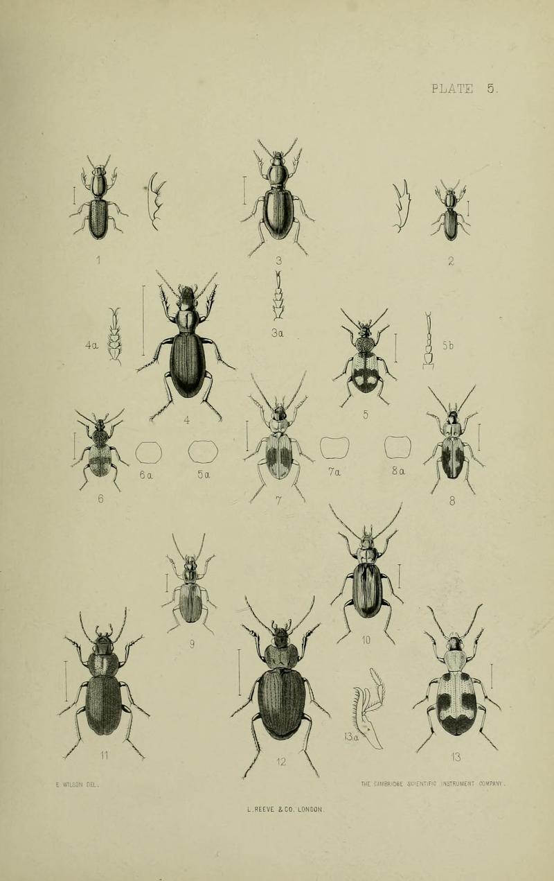 The Coleoptera of the British islands BHL33254219