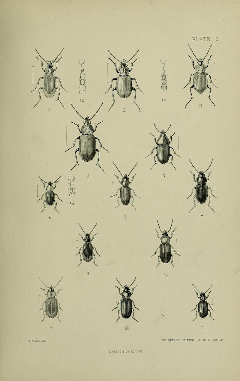 The Coleoptera of the British islands BHL33254223