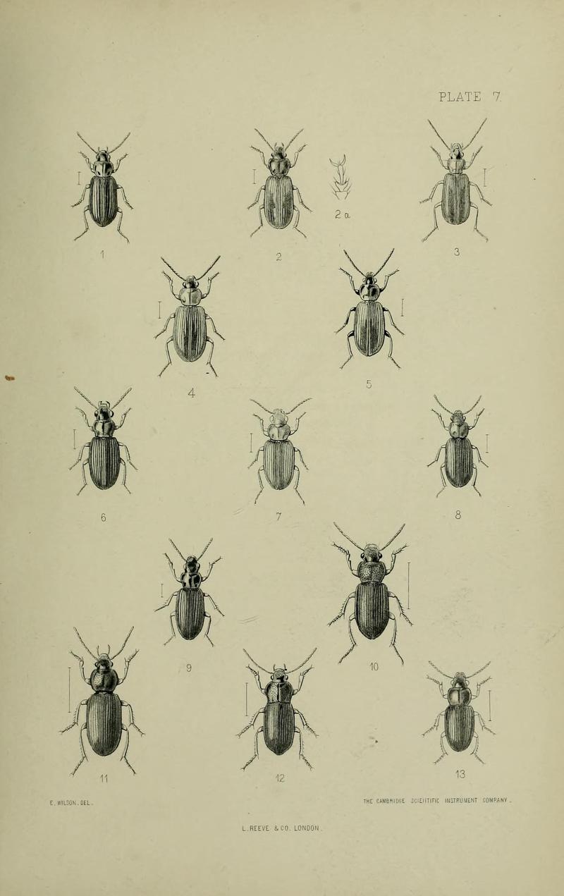 The Coleoptera of the British islands BHL33254227