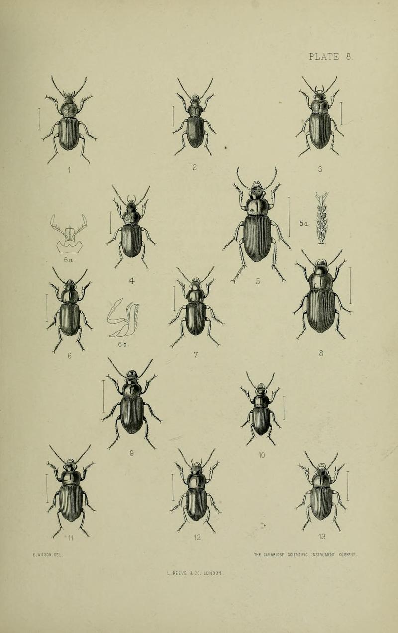 The Coleoptera of the British islands BHL33254231