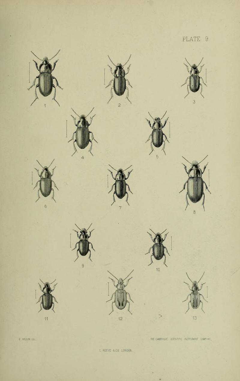 The Coleoptera of the British islands BHL33254235