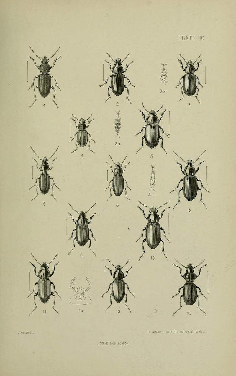 The Coleoptera of the British islands BHL33254239