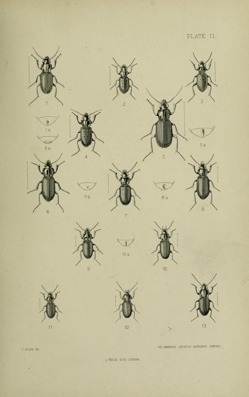 The Coleoptera of the British islands BHL33254243