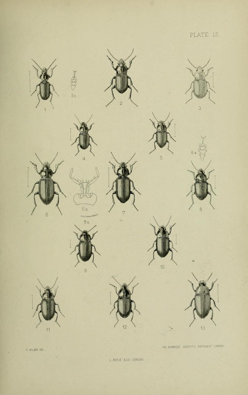 The Coleoptera of the British islands BHL33254247