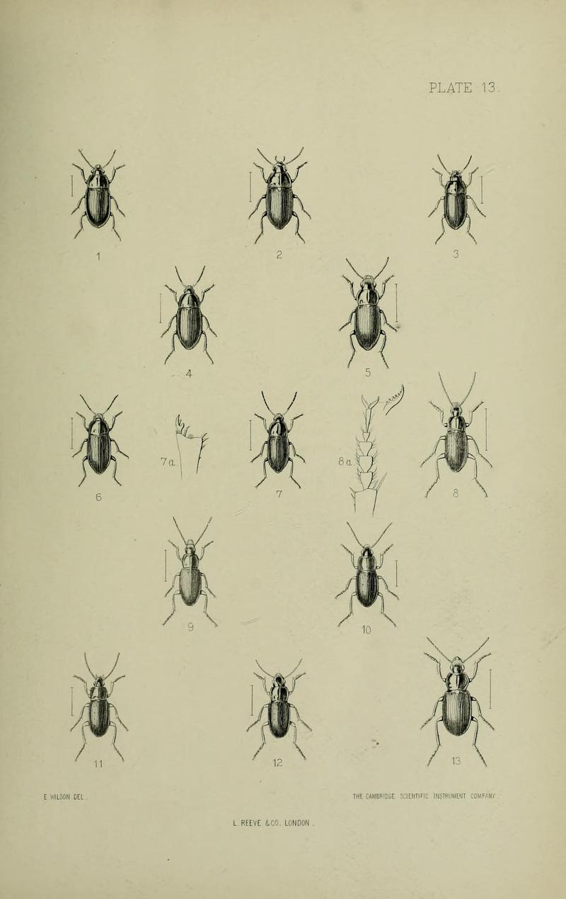 The Coleoptera of the British islands BHL33254251