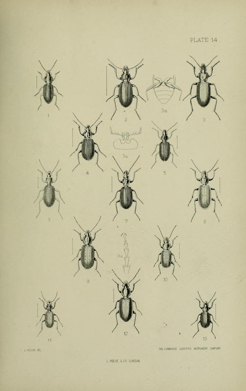 The Coleoptera of the British islands BHL33254255