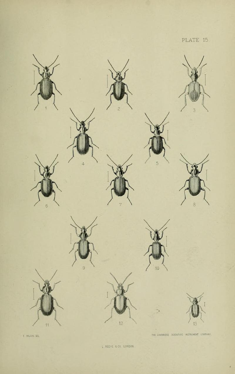 The Coleoptera of the British islands BHL33254259