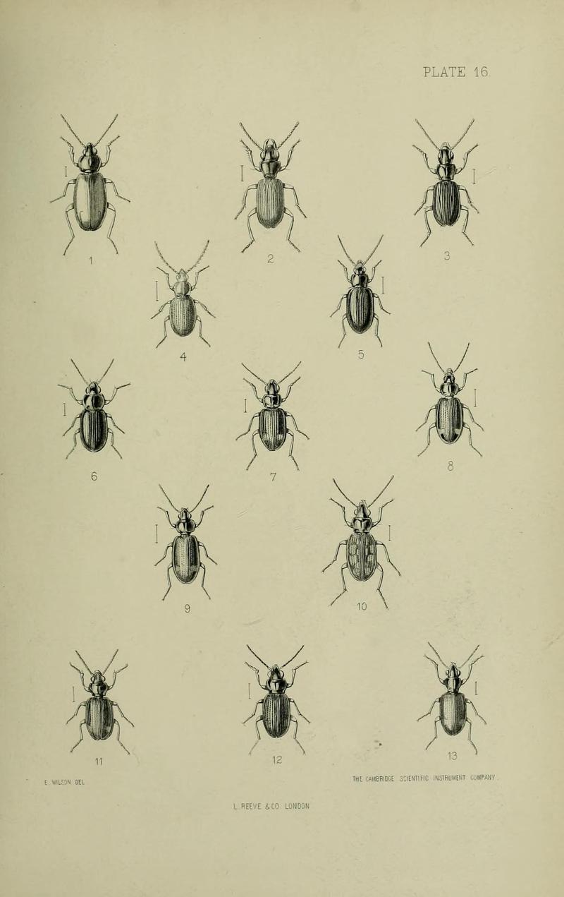 The Coleoptera of the British islands BHL33254263
