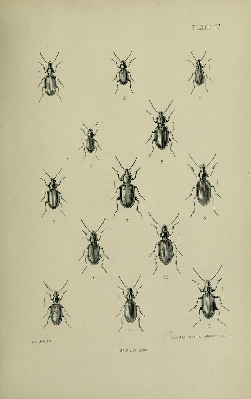 The Coleoptera of the British islands BHL33254267