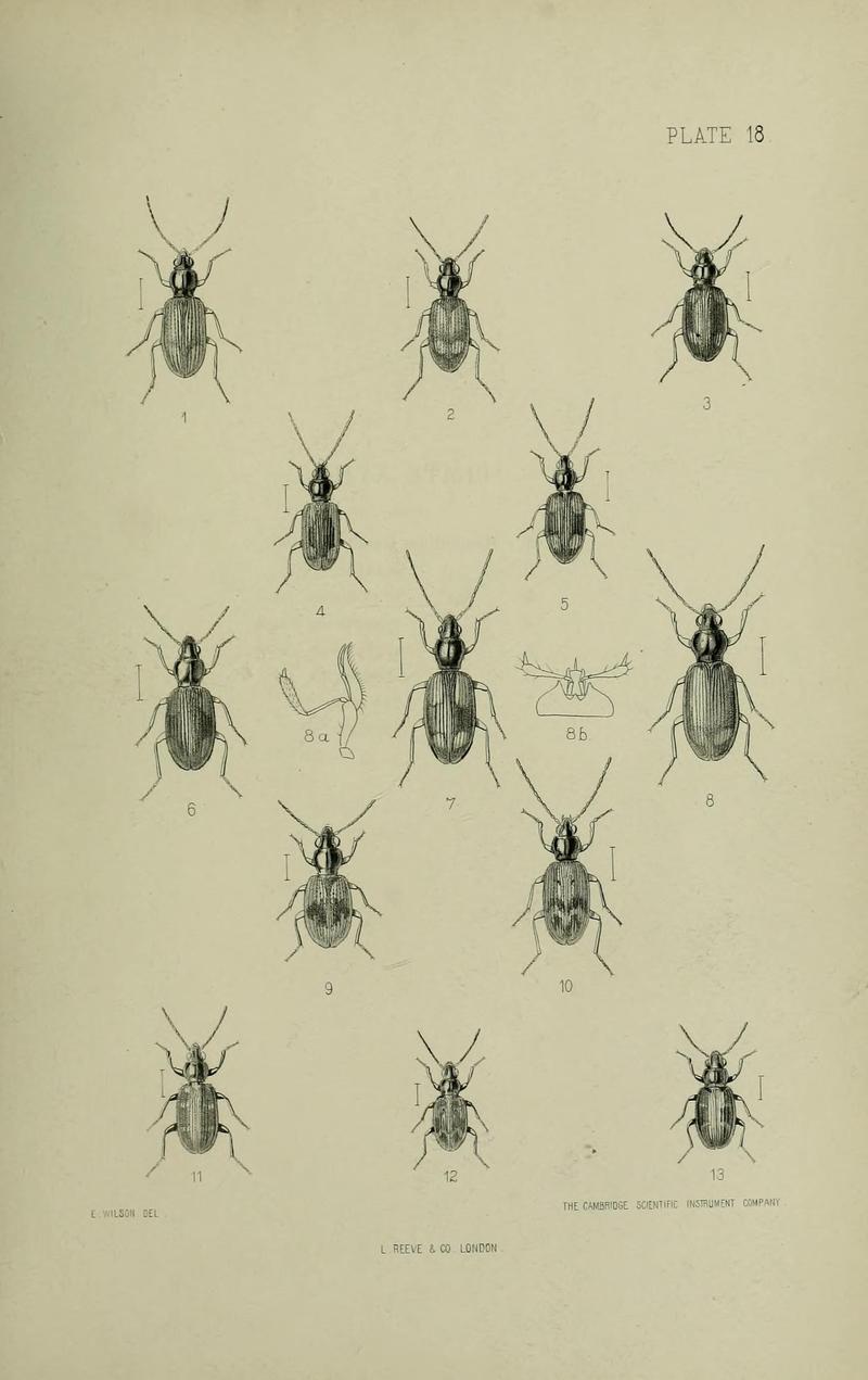 The Coleoptera of the British islands BHL33254271