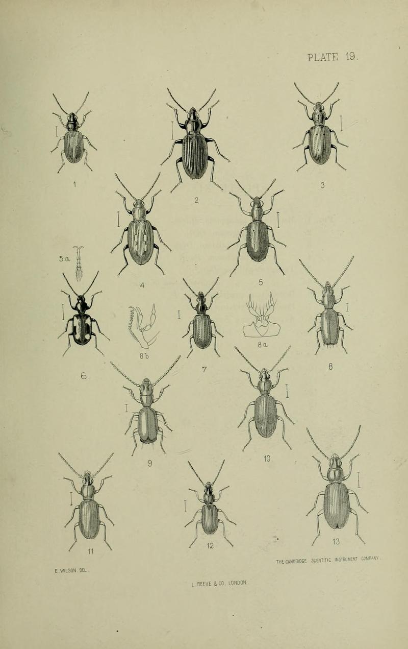 The Coleoptera of the British islands BHL33254275