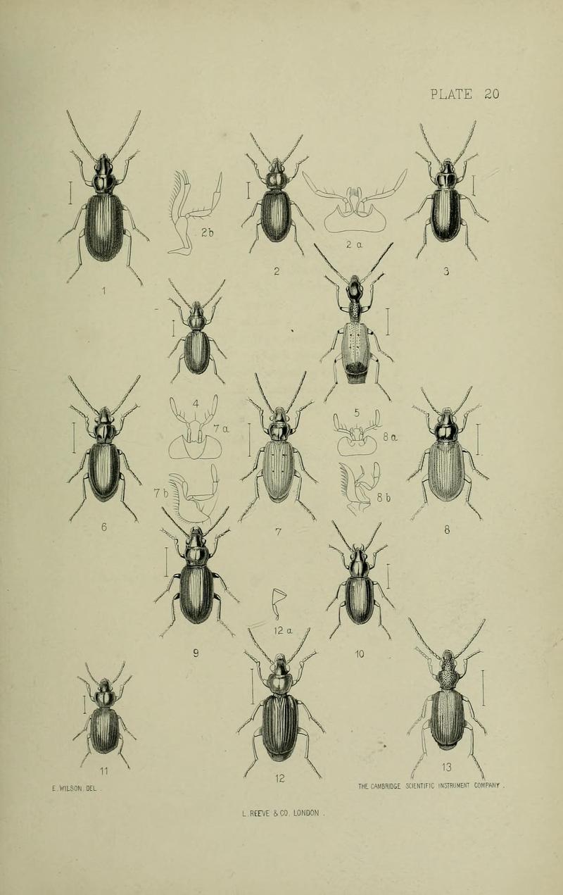 The Coleoptera of the British islands BHL33254279