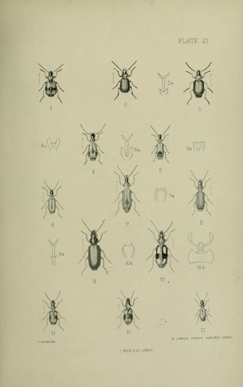 The Coleoptera of the British islands BHL33254283