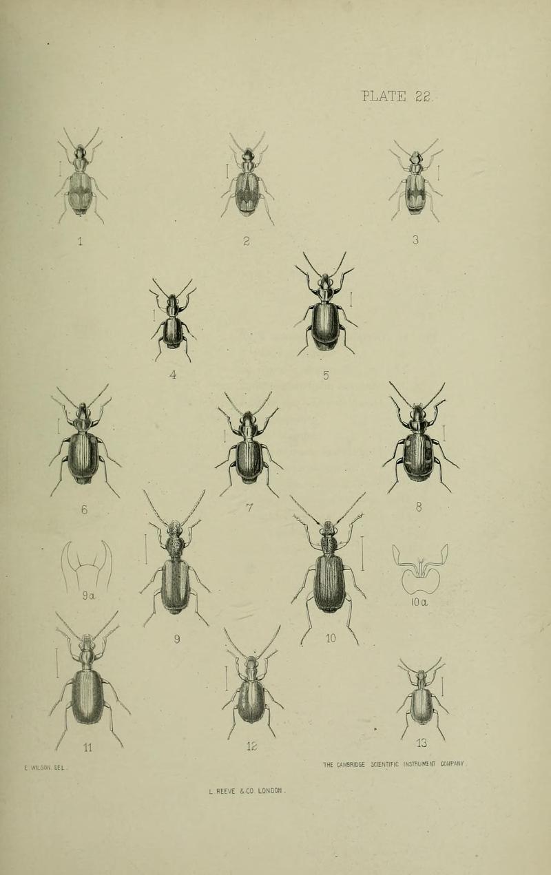 The Coleoptera of the British islands BHL33254287