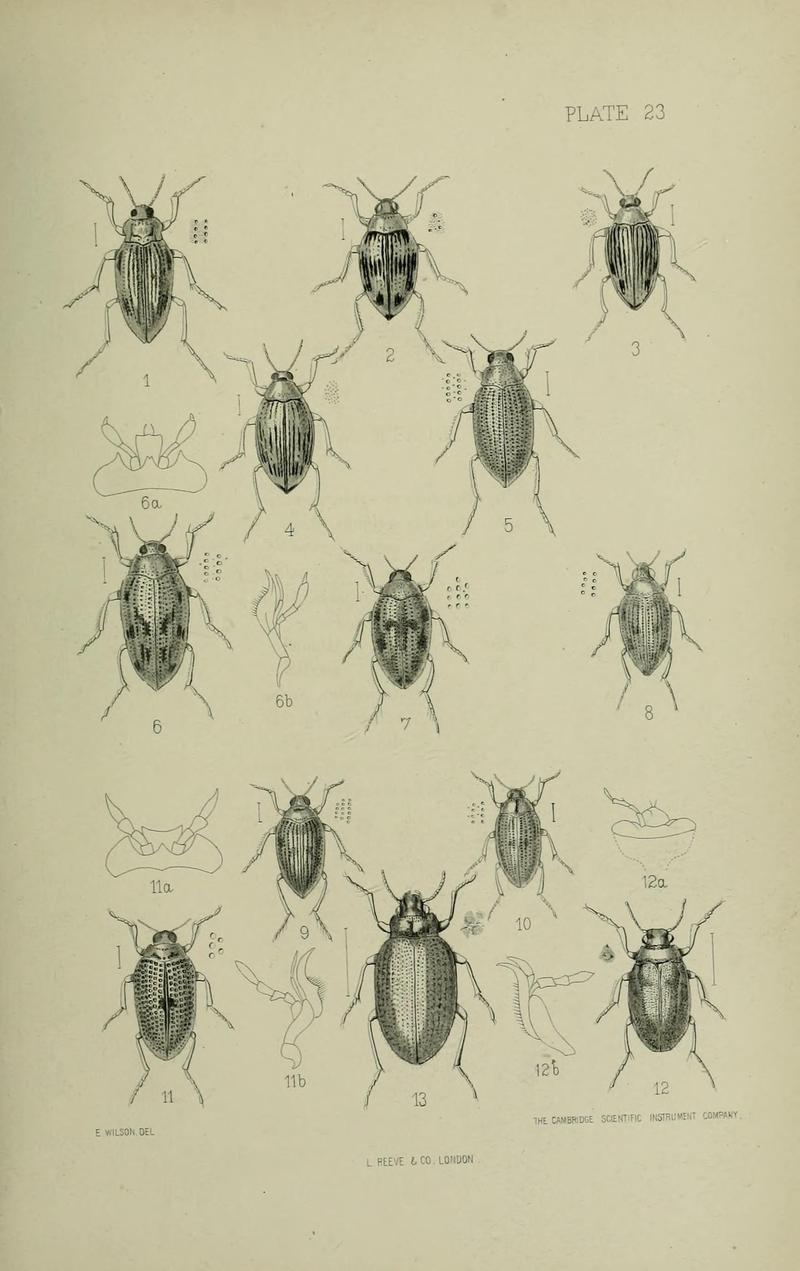 The Coleoptera of the British islands BHL33254291