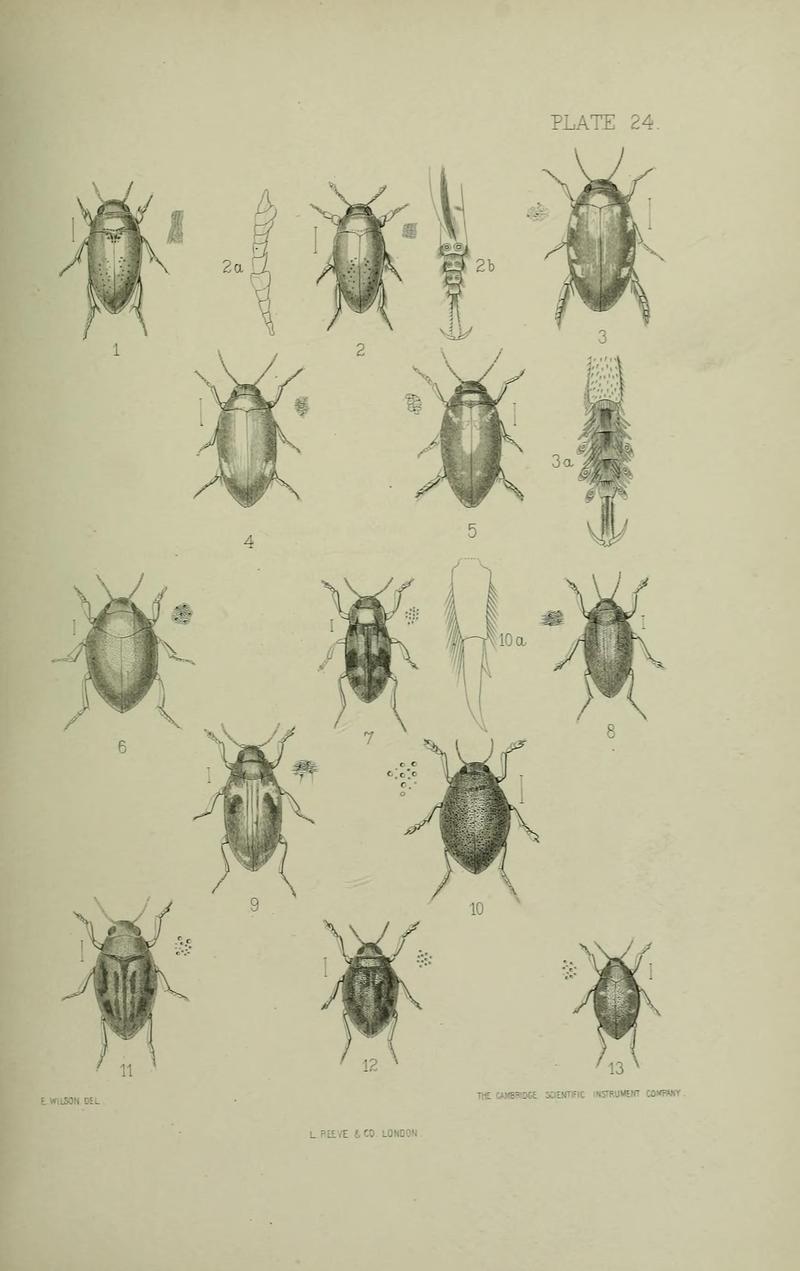 The Coleoptera of the British islands BHL33254295