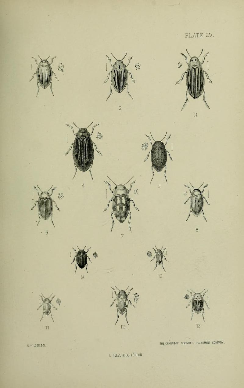 The Coleoptera of the British islands BHL33254299