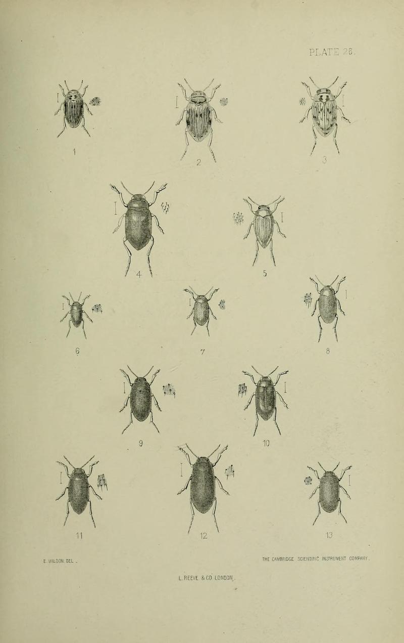 The Coleoptera of the British islands BHL33254303