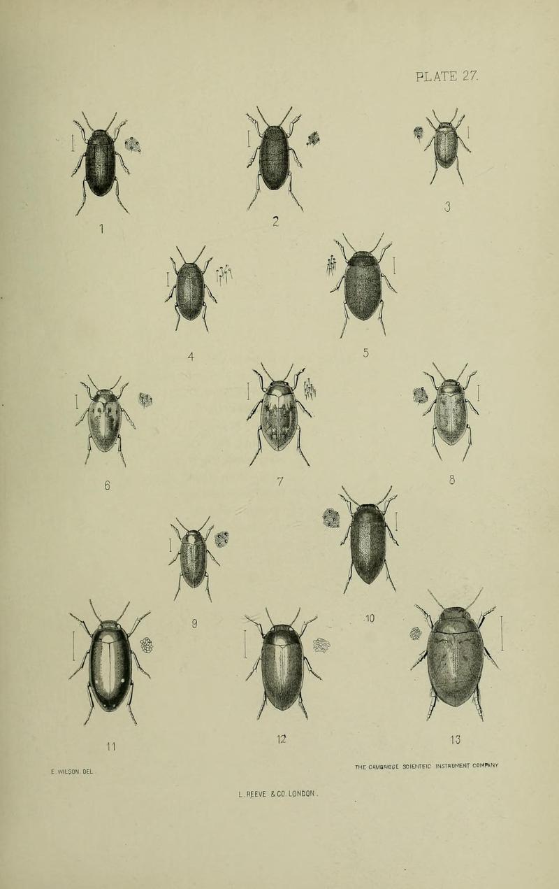 The Coleoptera of the British islands BHL33254307