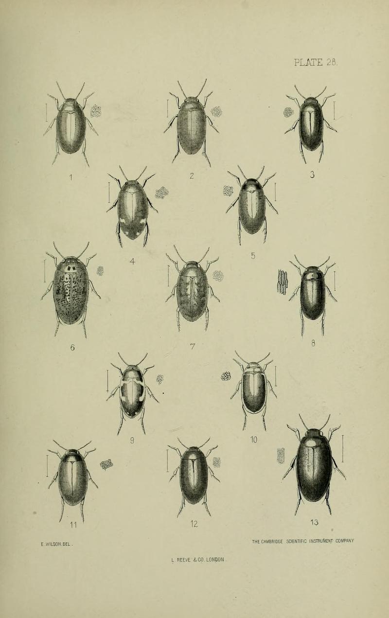 The Coleoptera of the British islands BHL33254311