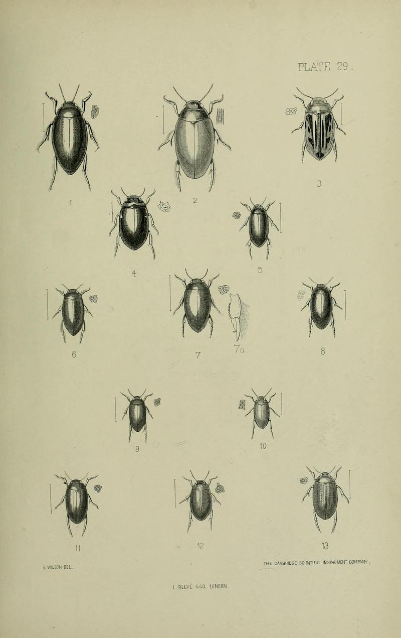 The Coleoptera of the British islands BHL33254315