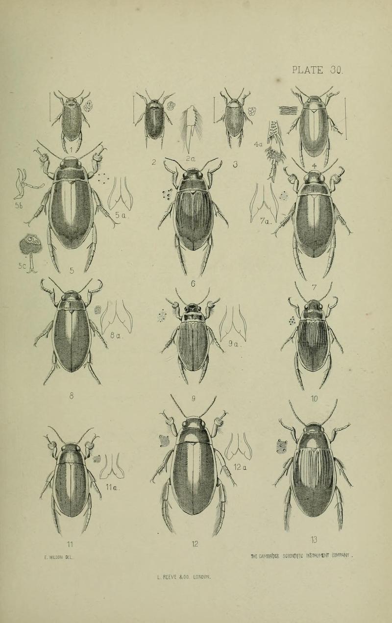 The Coleoptera of the British islands BHL33254319