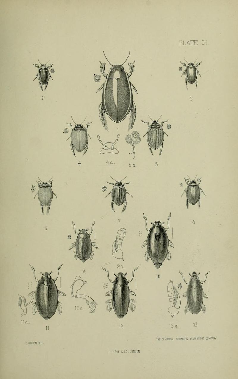 The Coleoptera of the British islands BHL33254323