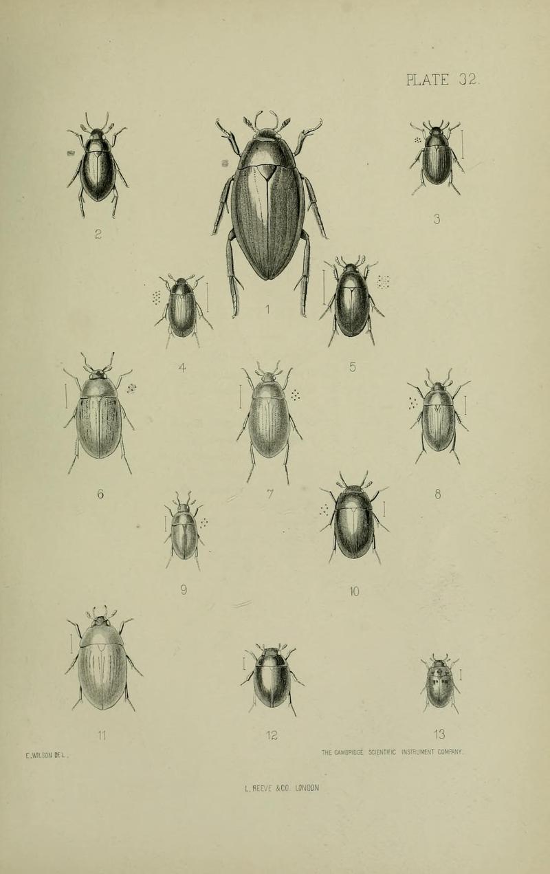 The Coleoptera of the British islands BHL33254327