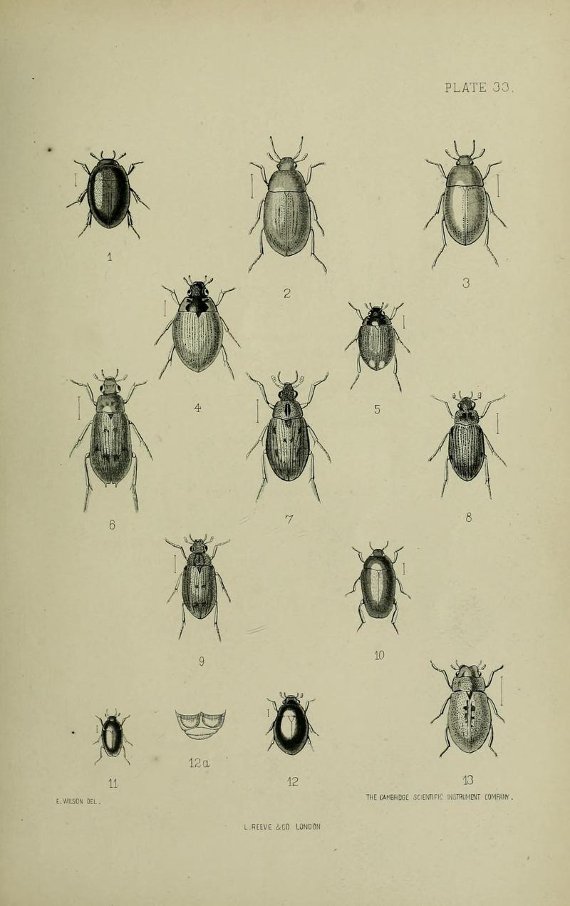 The Coleoptera of the British islands BHL33254331