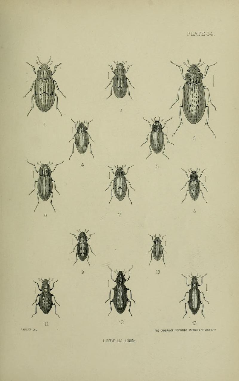 The Coleoptera of the British islands BHL33254335