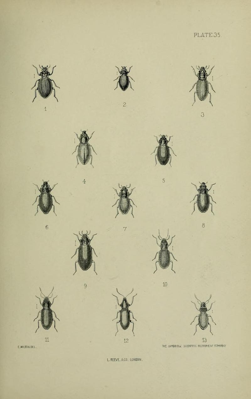 The Coleoptera of the British islands BHL33254339
