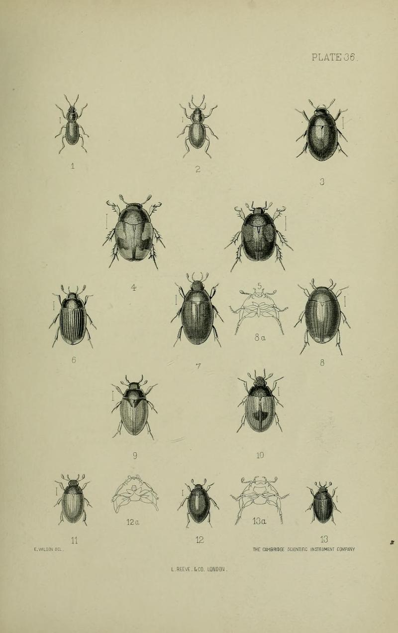 The Coleoptera of the British islands BHL33254343