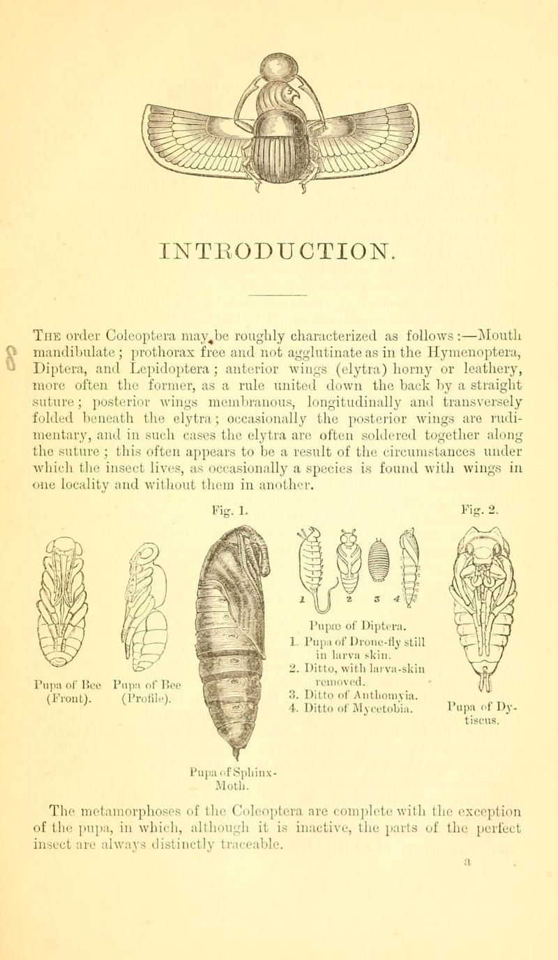 The Coleoptera of the British islands BHL9637427