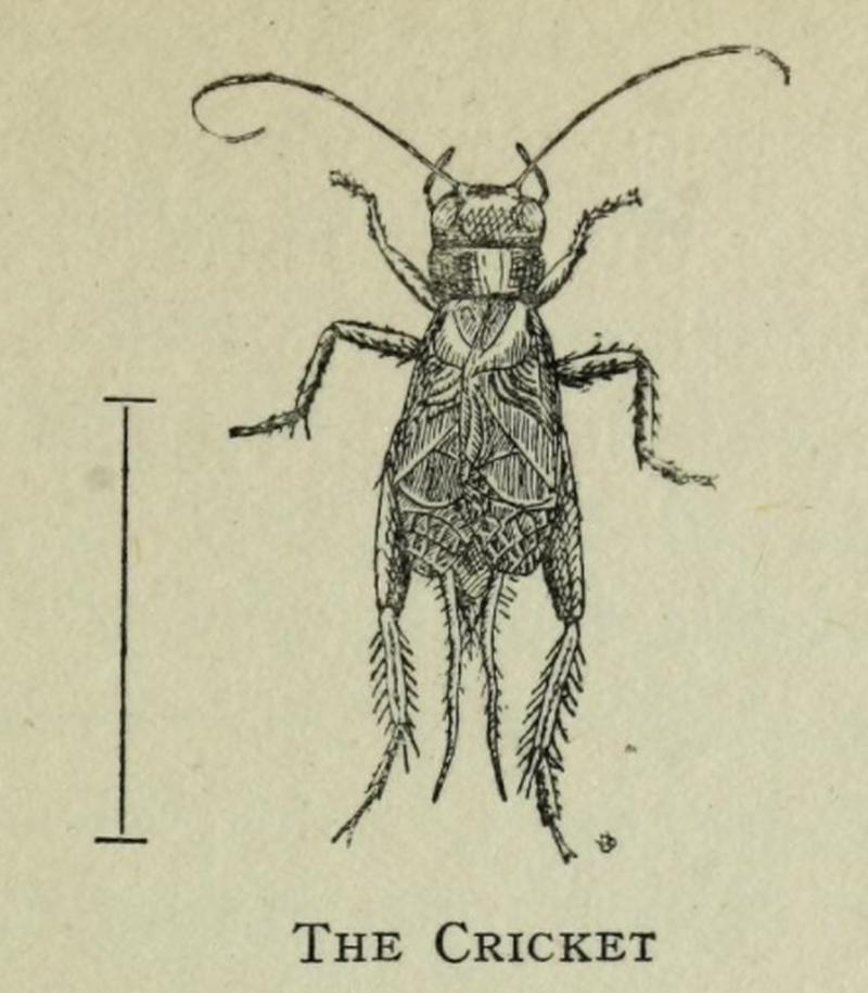 The Cricket by Winifred M. A. Brooke