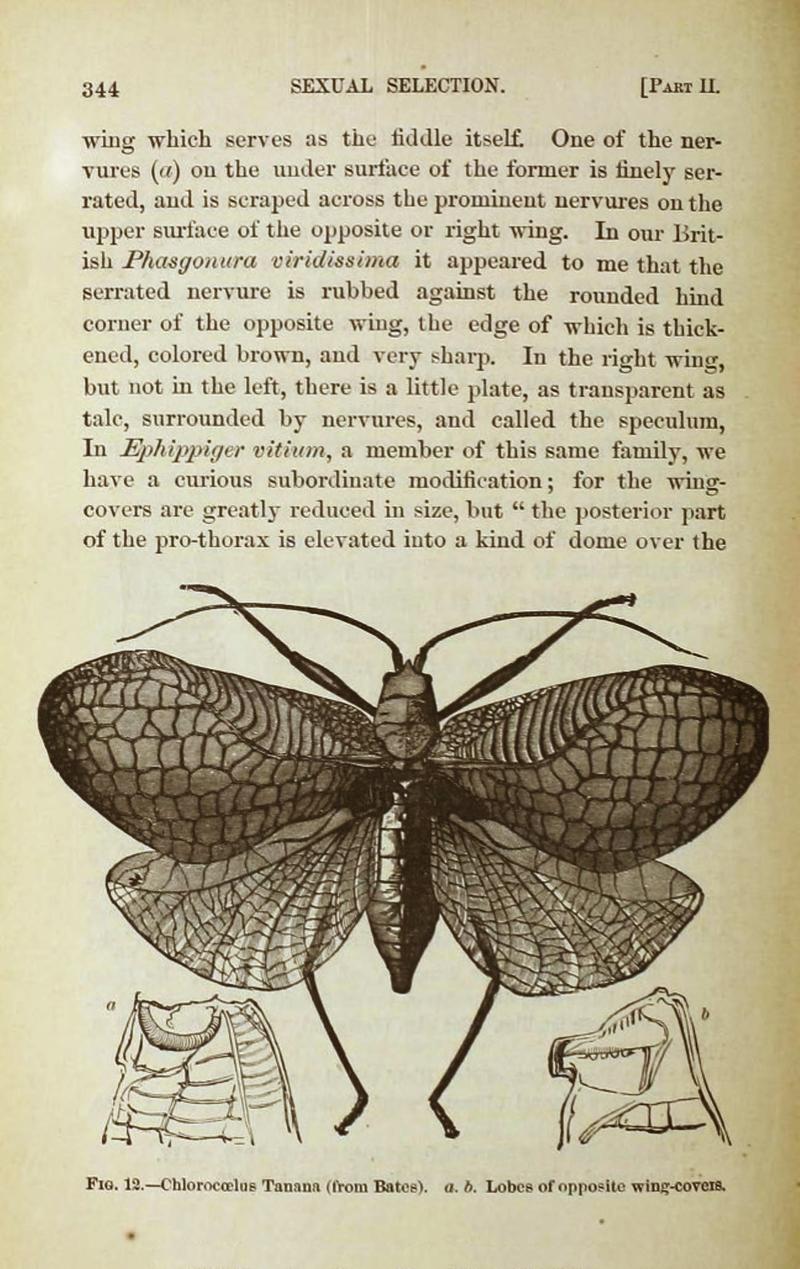 The Descent of man Tanana