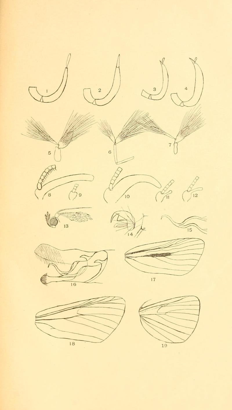 The Epipaschiinae of North America BHL10433122