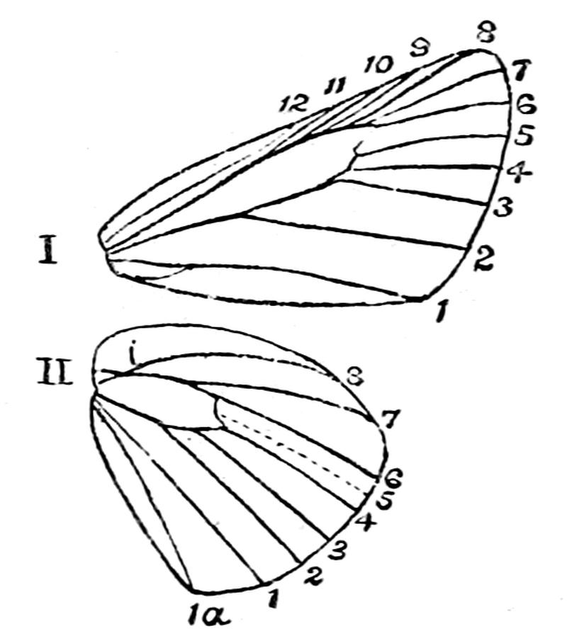 The Fauna of British India, including Ceylon and Burma (Butterflies Vol 1) - Fig. 10